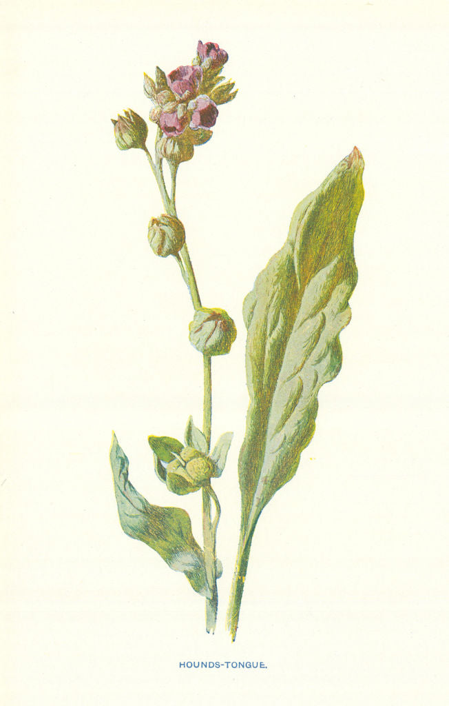 Hound's Tongue. Wild Flowers by Frederick Edward Hulme c1895 old antique print